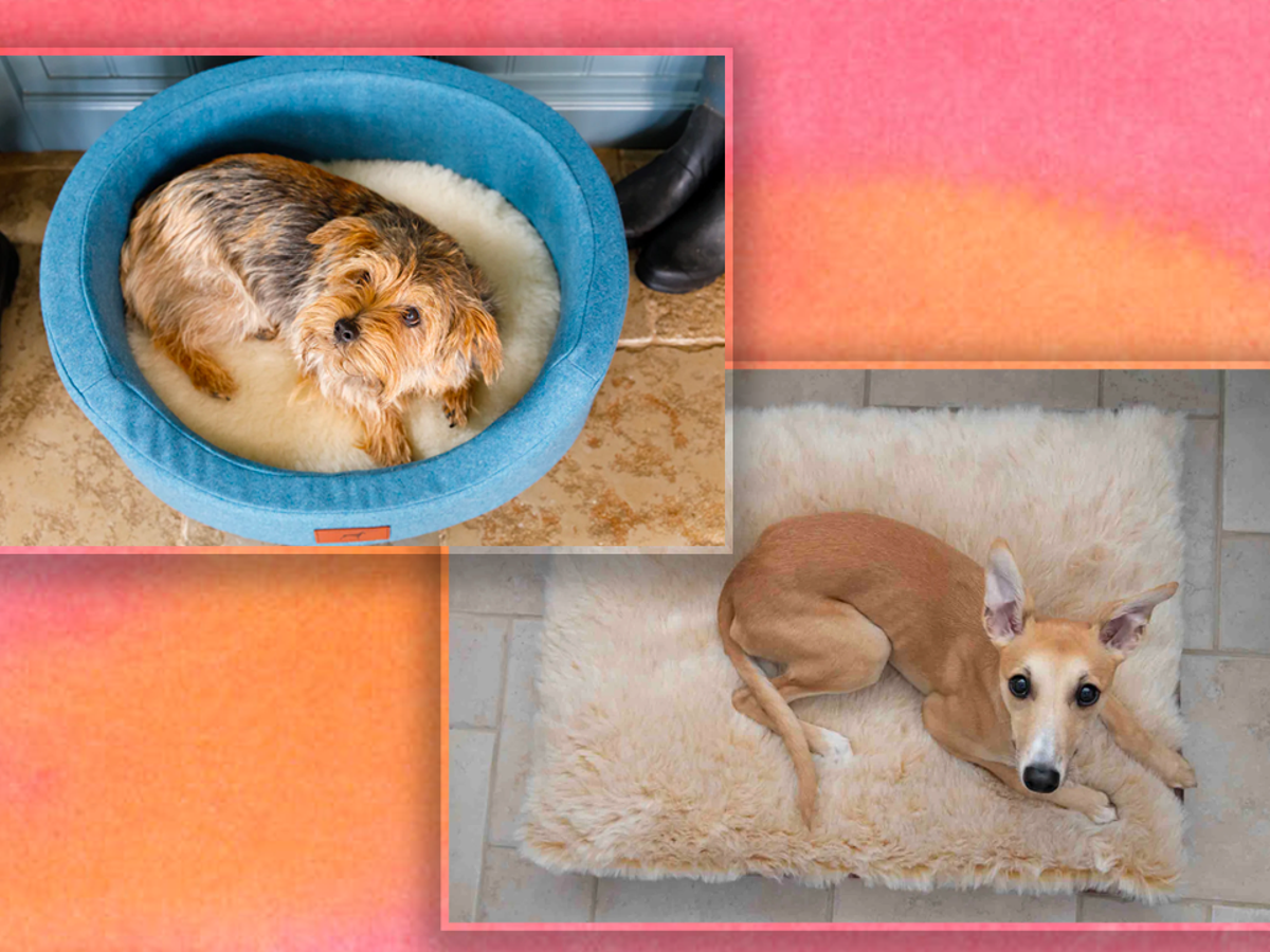 What kind of dog 2024 bed should i get